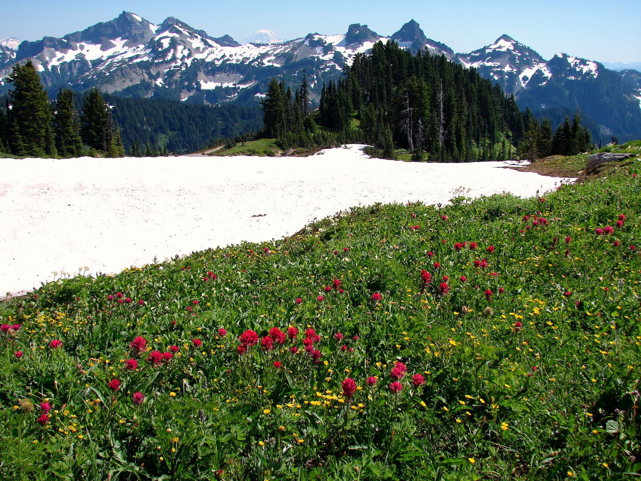 Glacier Vista 的高山花坡、积雪与远处群峰